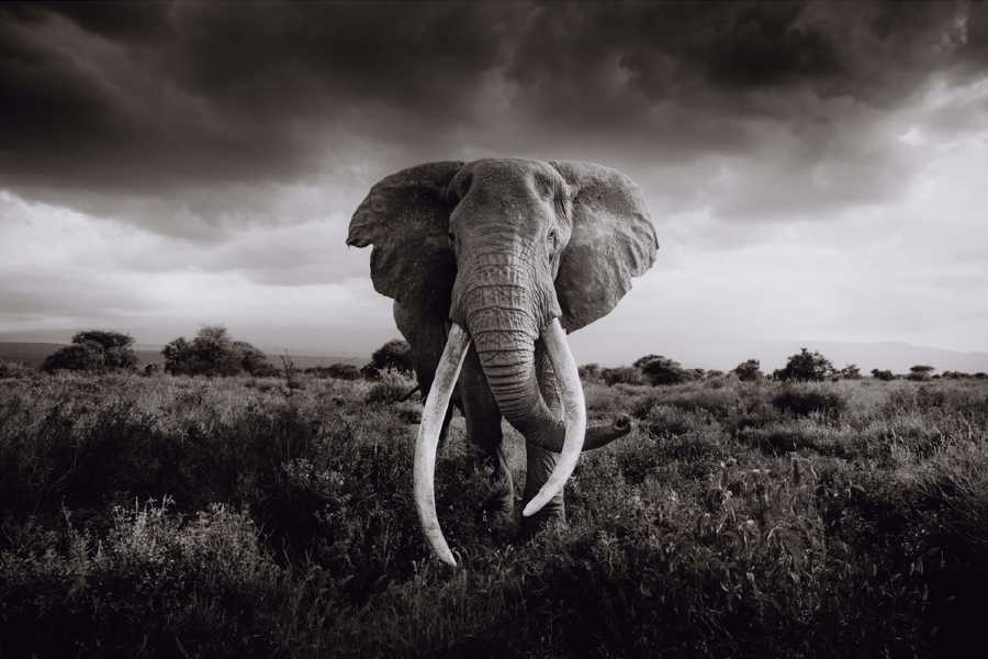 Kenya Expedition 