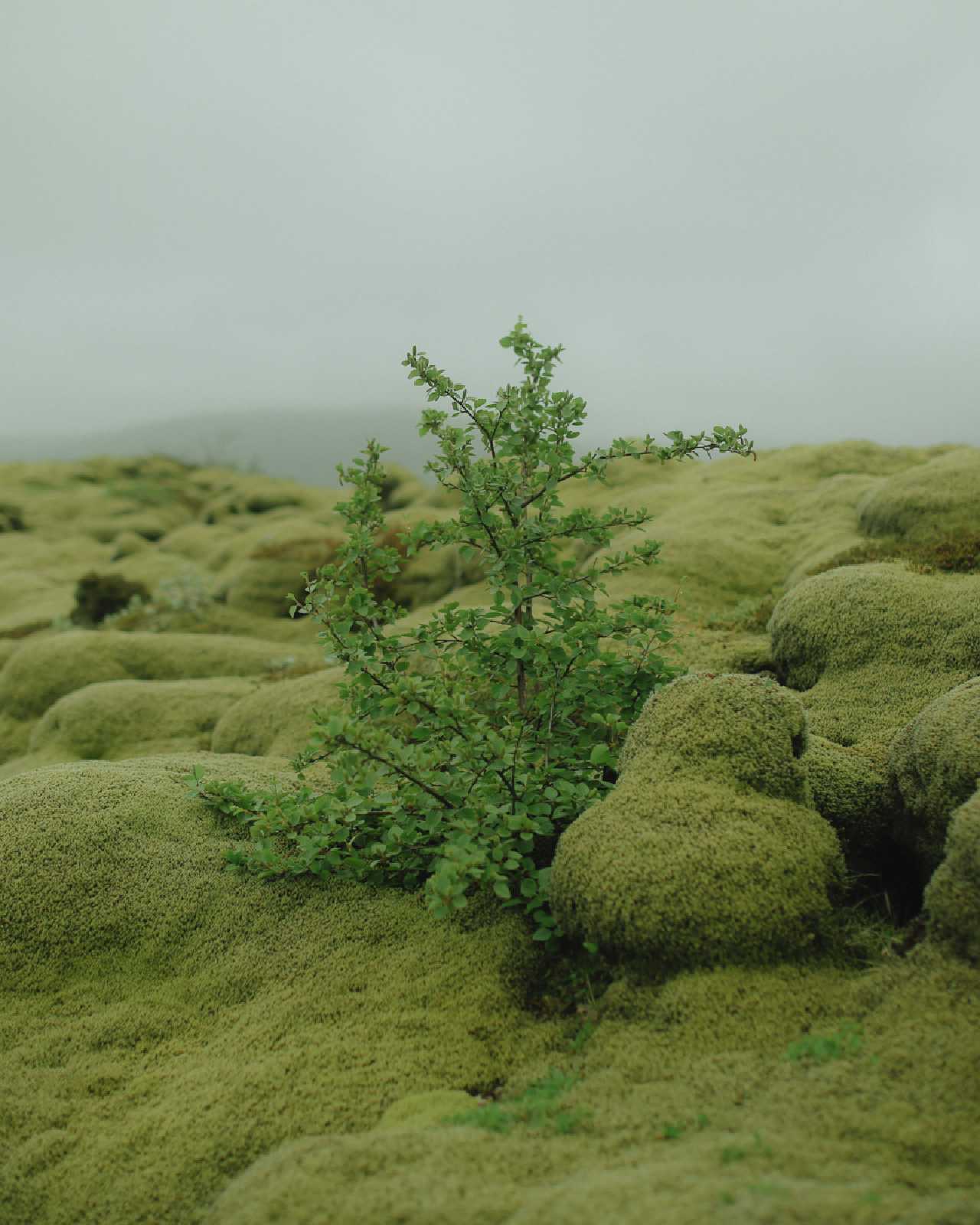 iceland-24