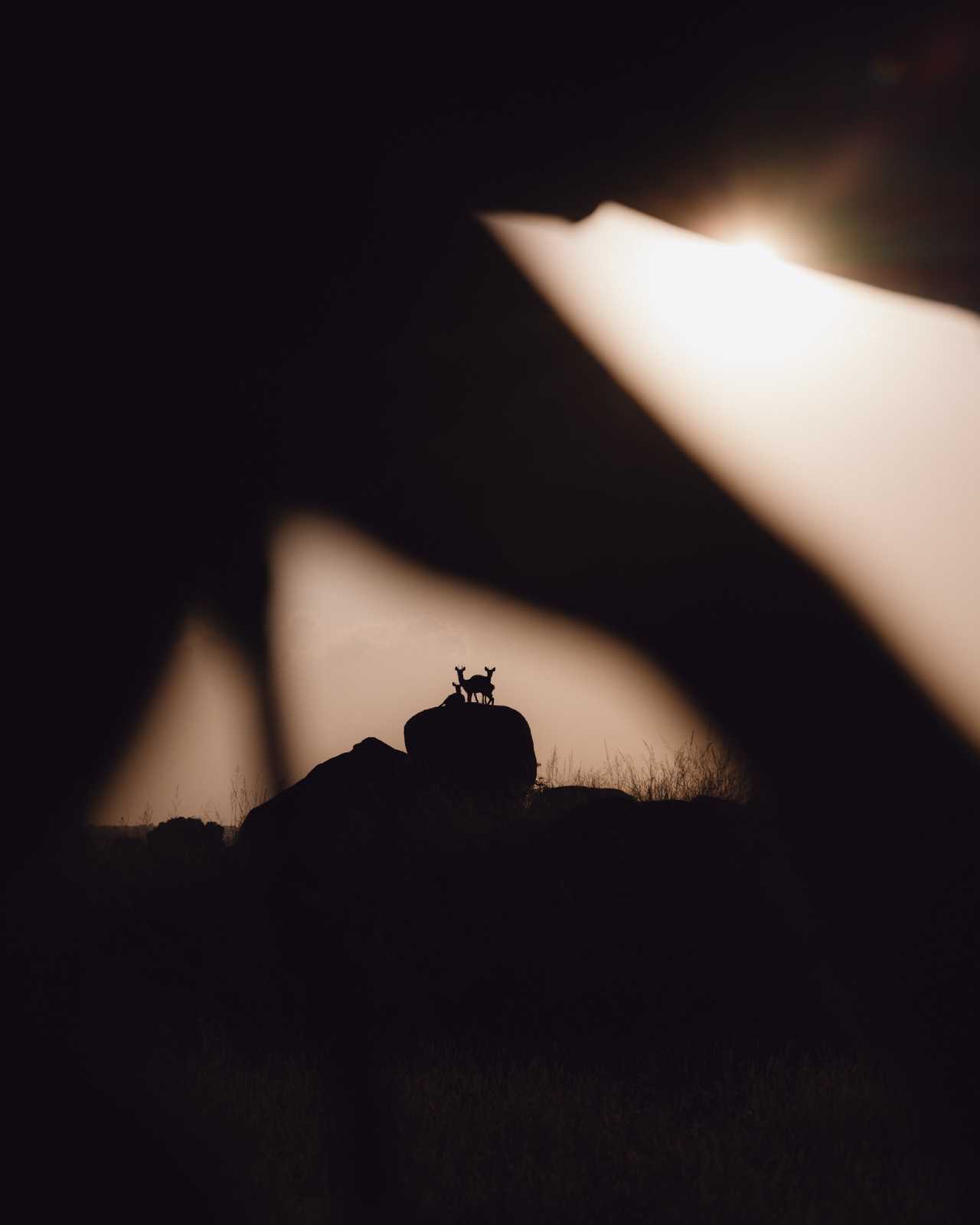 29