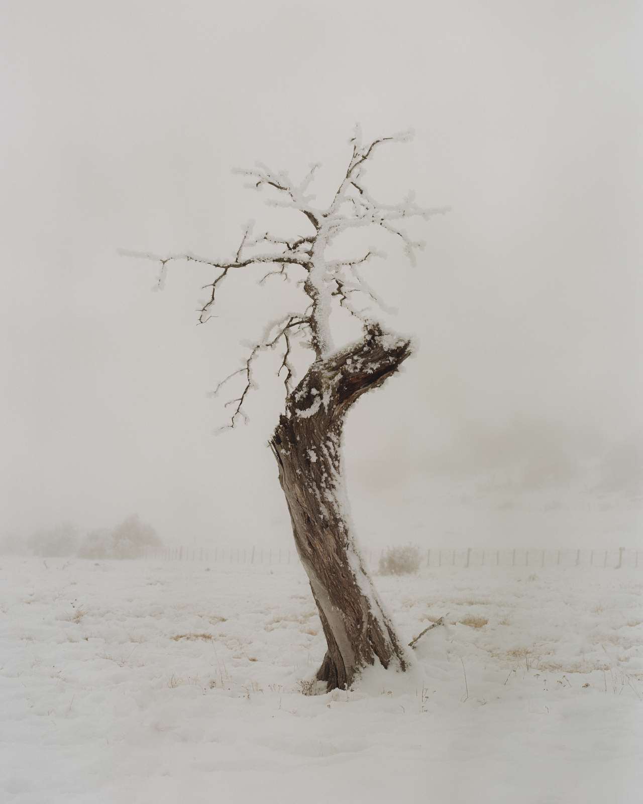 coiron-19